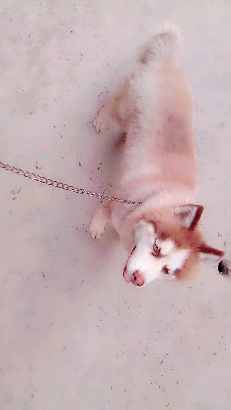 husky 3