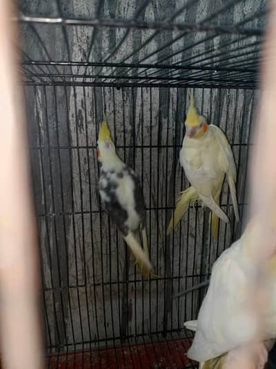 common white coctail pair /pied