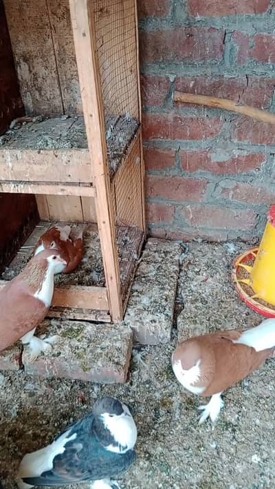 lahori sherazi pair