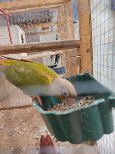 green cheek conure and Australia red eye  number /0370/6014/183