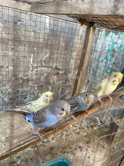 green cheek conure and Australia red eye  number /0370/6014/183