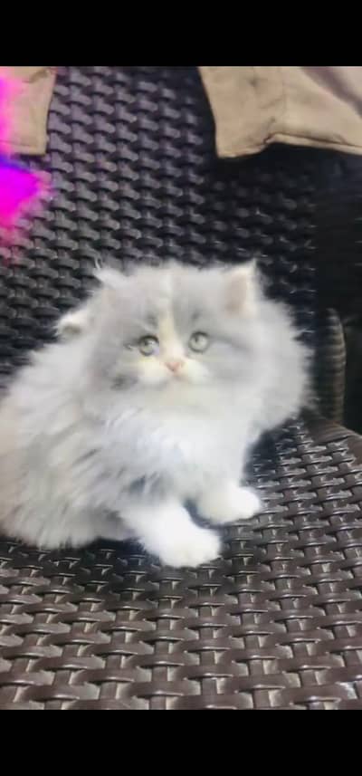 Quality Persian Punch face cat & kitten is03194866952Whatsapp