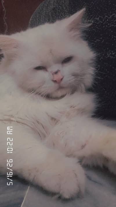 Persian Cat For Sale
