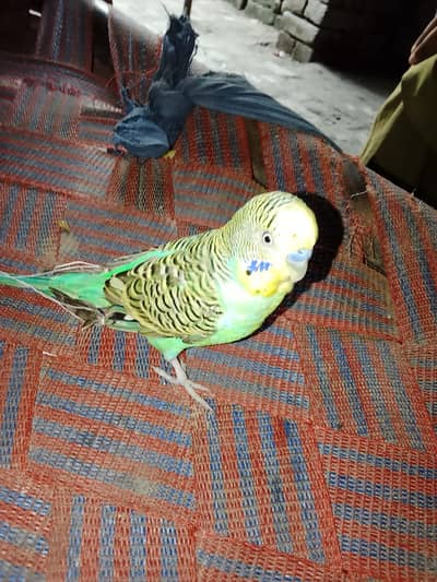 Male Budgerigar (Budgie) – Healthy, 3–5 Months Old