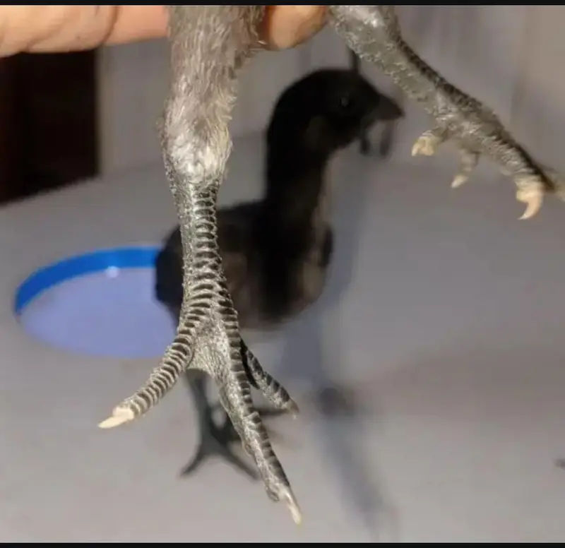 dragon chikes available black blue ic blue dragon — photo 4