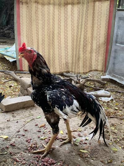 aseel muskha cheena pair nd patha pathi for sale
