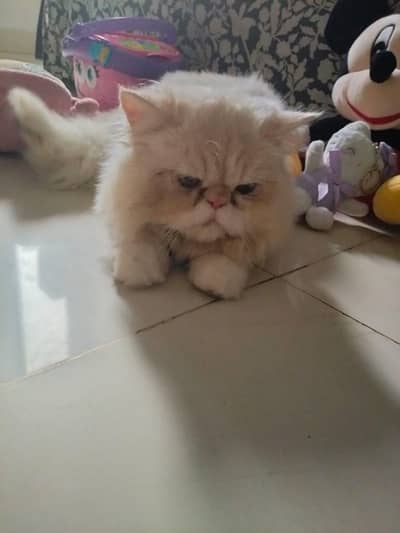 male cat Punch face