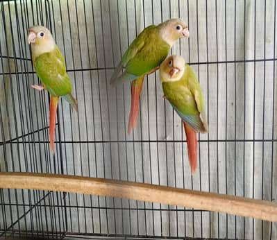 Pineapple conure