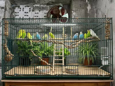 Australian Parrots | budgie parrot | Available |