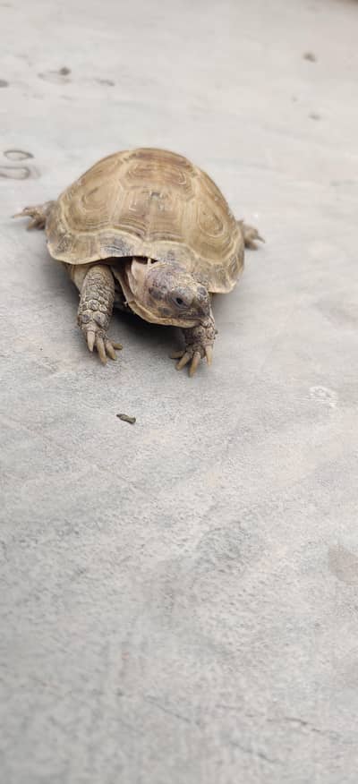 tortoise for sale in karachi