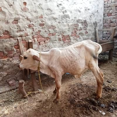 Desi Choolistani Cow With Wacha