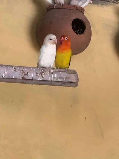lovebirds Green opline/b1b2/ ino, Lutino opline albino