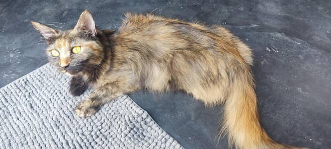 Persian cat | Kittens| Russian breed kittens