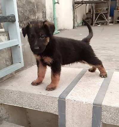 German Shepherd Puppy 03244632917