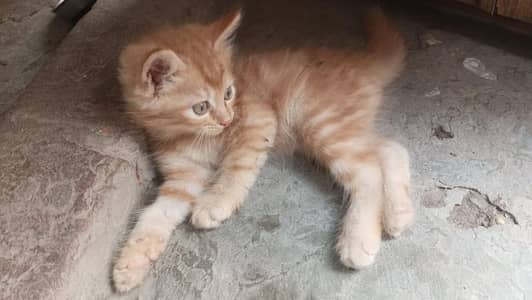 Persian Kitten