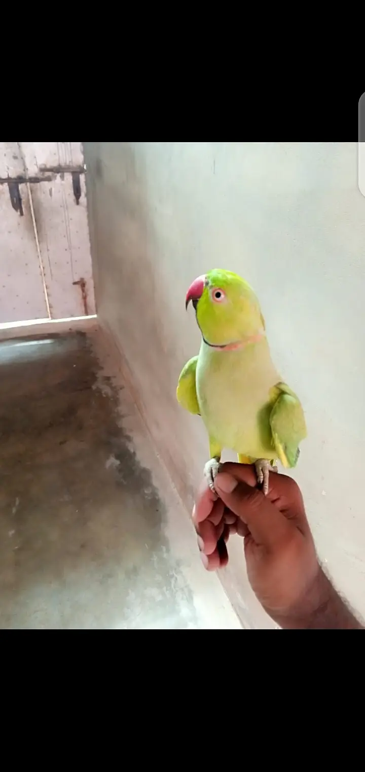parrot — photo 2