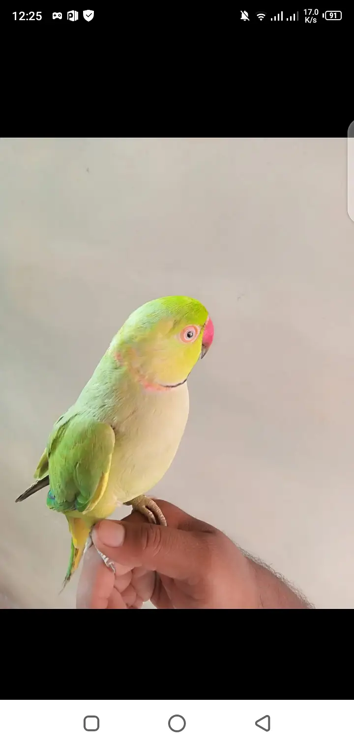parrot — photo 3