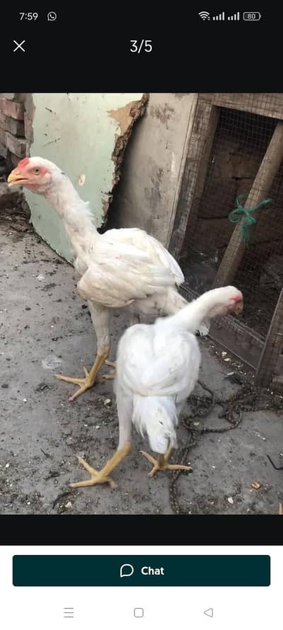 white aseel phatha