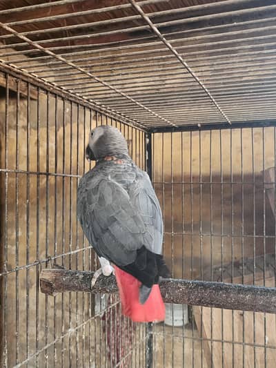 Grey male for sale