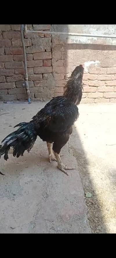 beutiful aseel sawa  breder