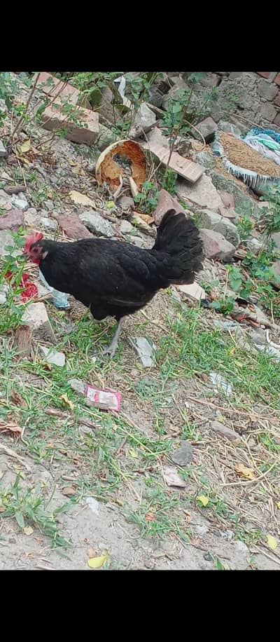 Desi murgiya or asel pair also fancy bred