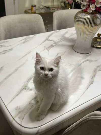 persian cat | punch face | double coated | white persian cat for sale