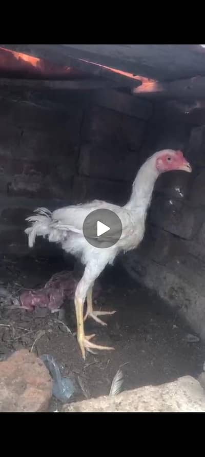 white aseel phatha