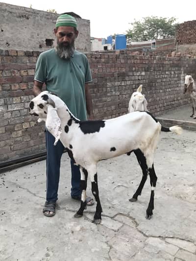 Desi Beetal Khassi  Bakra