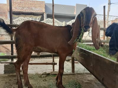 دوندہ بکرا فاسیل