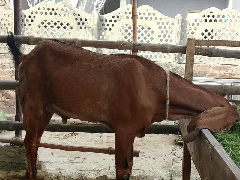 دوندہ بکرا فاسیل 1