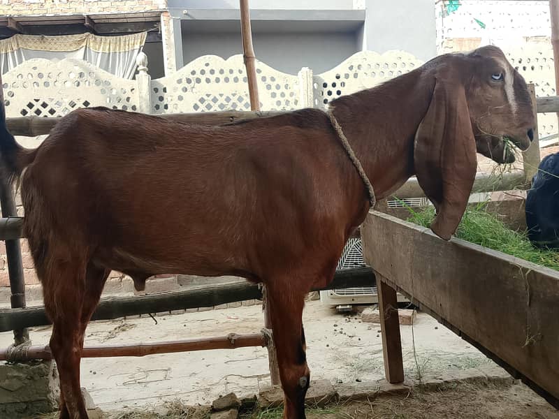 دوندہ بکرا فاسیل 2