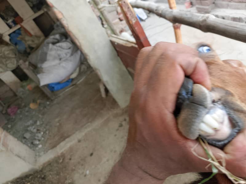 دوندہ بکرا فاسیل 4