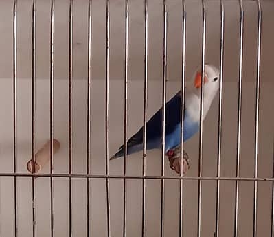 Blue dilute/ opaline | parblue Euwing opaline | Blue opaline