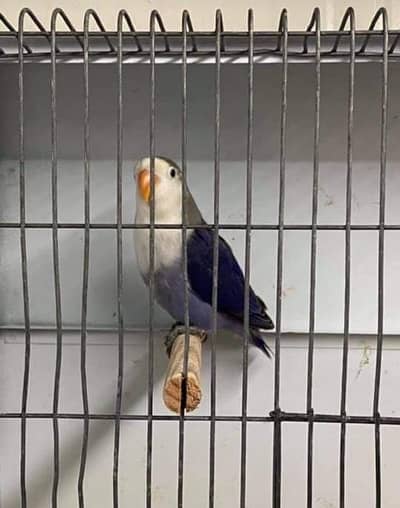 Blue dilute/ opaline | parblue Euwing opaline | Blue opaline