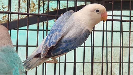 Blue dilute/ opaline | parblue Euwing opaline | Blue opaline