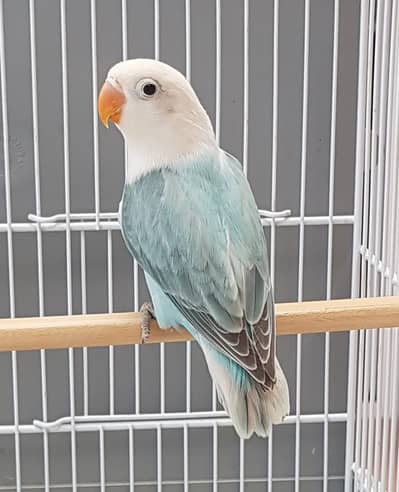 Blue dilute/ opaline | parblue Euwing opaline | Blue opaline