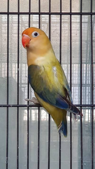 Blue dilute/ opaline | parblue Euwing opaline | Blue opaline