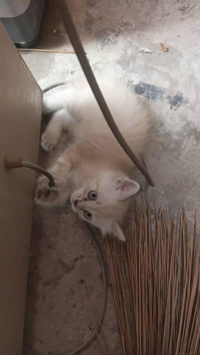 Persian Kittens
