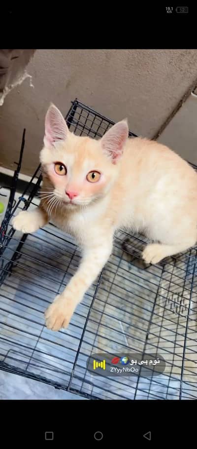 I want to sell my tabby kittens