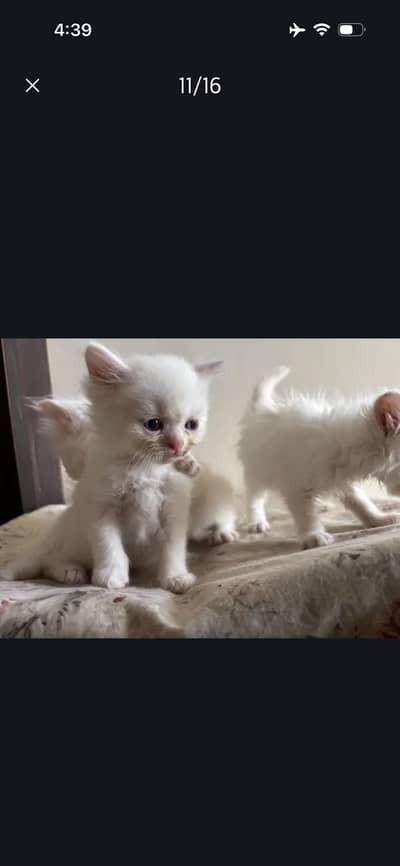 Need home for my cats family only