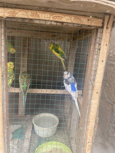 All budgies full size