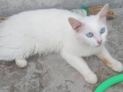 persian female cat Sky Blue Eyes