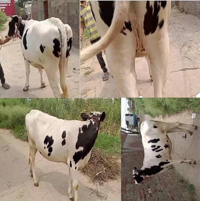Fresion Cholistani Mix Heifer Wachi Vehri | Cow for Sale | High Milk
