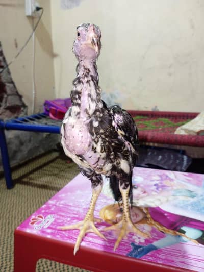 aseel chickz