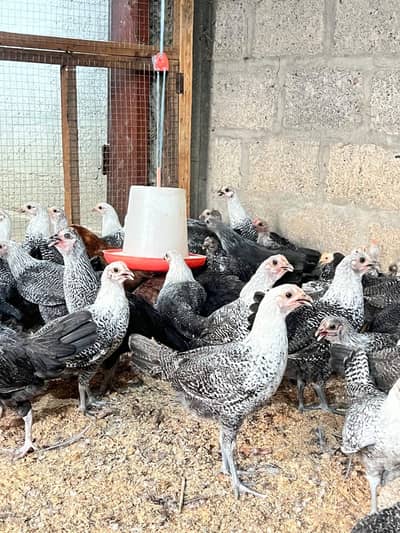 pure fayomi 7 femil available
