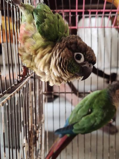 Green Cheek conure Pinnaple Conure Breeder Pairs