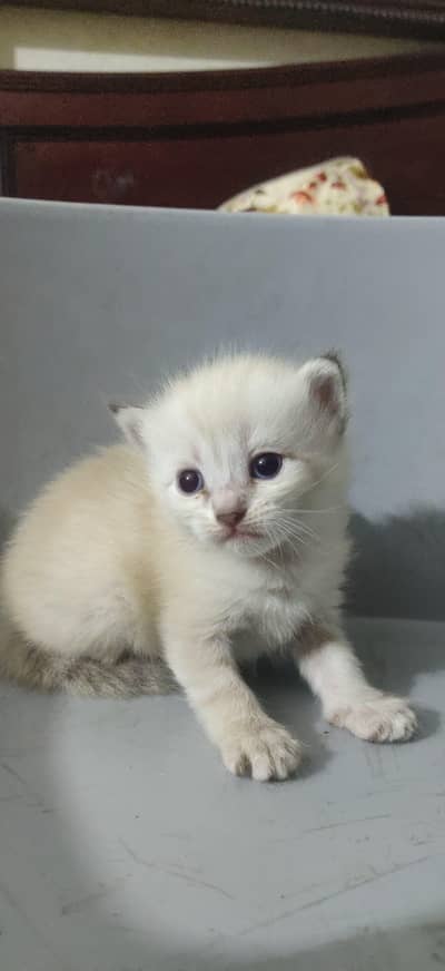 Persian kittens