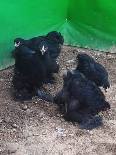 bantam may black pair 1+1 or white femil only 1