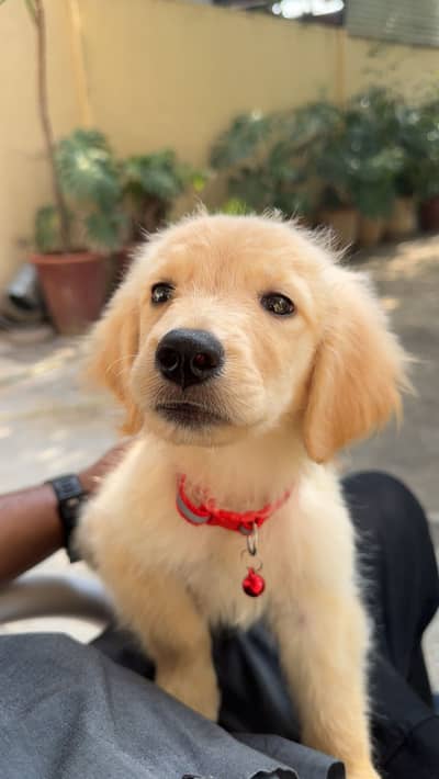 Golden Retriever Puppy/ Golden Retriever Pedigree for sale accessories