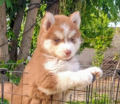 Siberian husky puppies 92@330*540*6115
